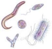 parasitas que vivem no corpo humano