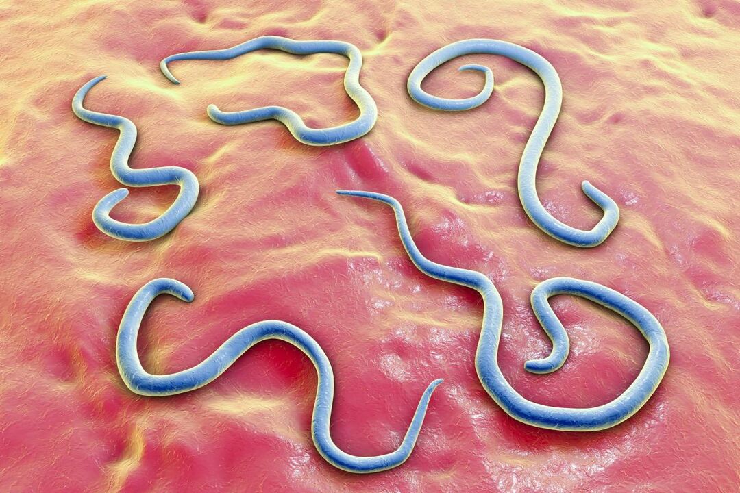 vermes parasitas no corpo humano