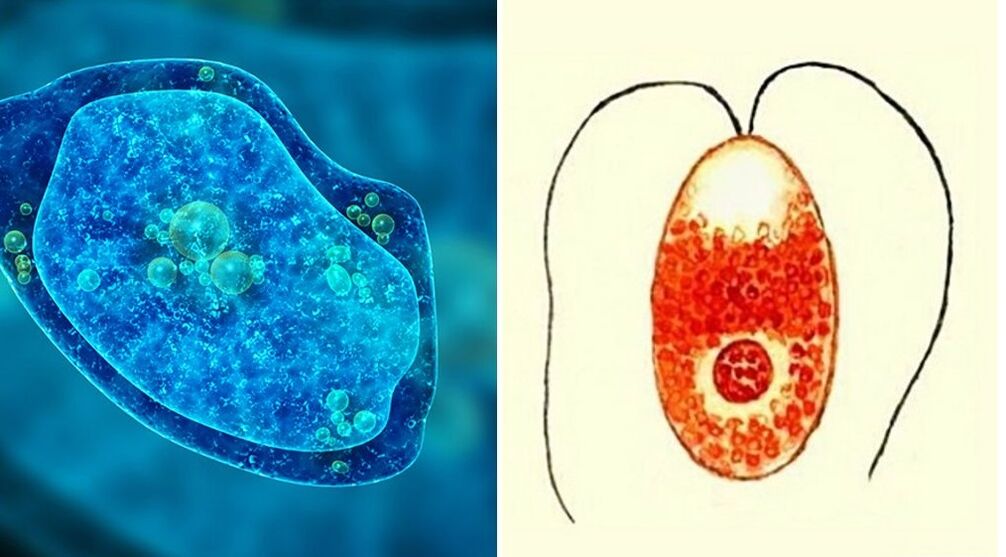 parasitas protozoários ameba disentérica e plasmódio da malária