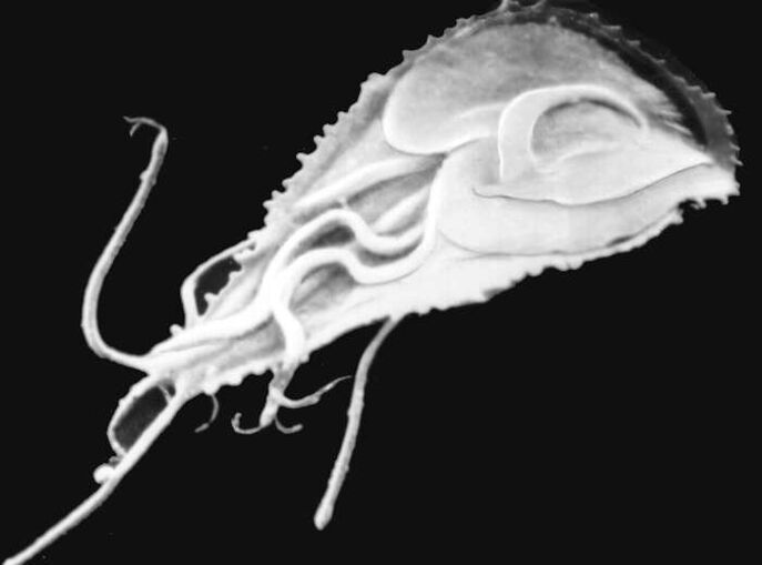 Plasmodium da malária