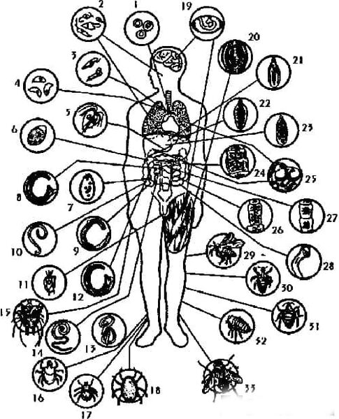 Tipos de parasitas