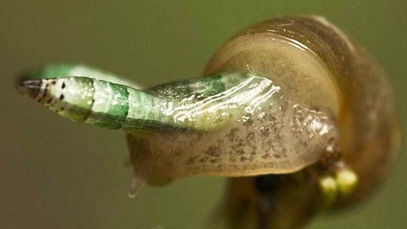 Leukocloridia é paradoxal