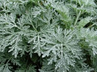 Wormwood contra vermes