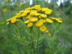 Tansy para remover parasitas do corpo
